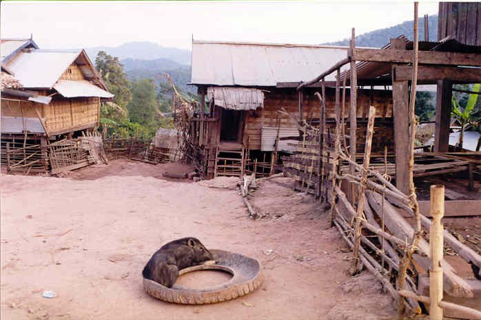 Laos-prase v gumě